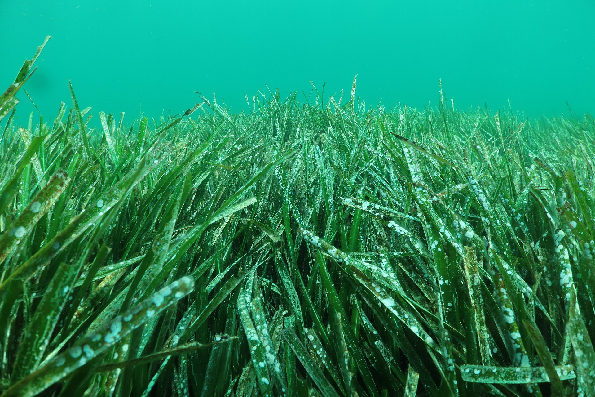Pradera submarina de posidonia con hojas verdes alargadas ondulando sobre fondo arenoso.